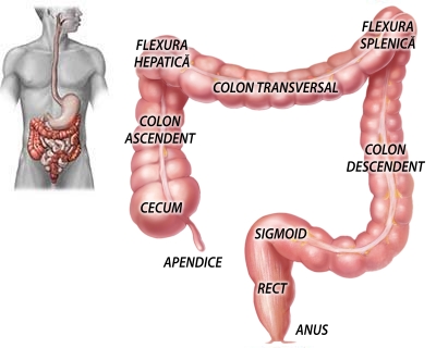 detoxifiere de colon subțire