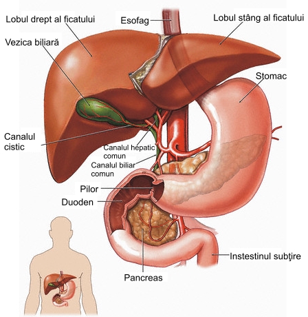 Detoxifierea ficatului de colon - Detox colon și ficat